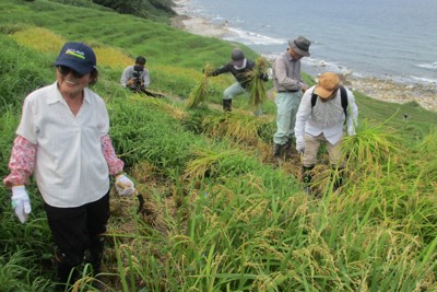 能登に秋の訪れ　被災した農業遺産の千枚田で稲刈り始まる