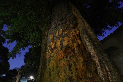 惨禍を伝える「戦災樹木」　東京・新宿の鎧神社に立つイチョウ