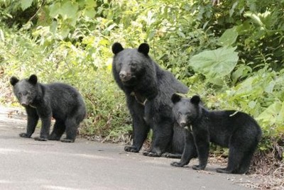 クマの市街地出没、1万件超　4～8月の人的被害56件　環境省