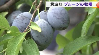 プルーンの収穫が最盛期　「例年以上の仕上がりに」　岩手・紫波町