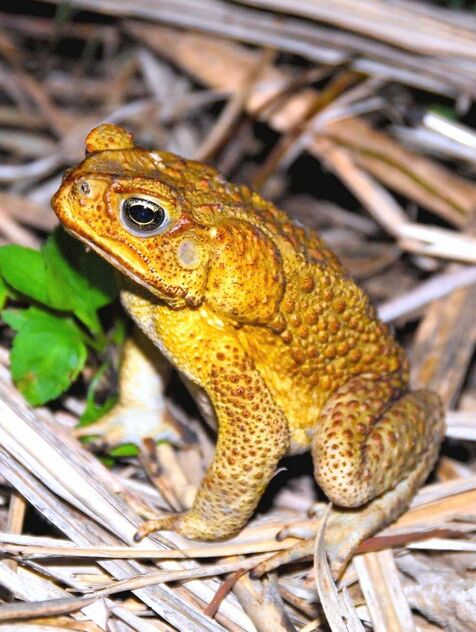 沖縄市で有毒ヒキガエルを捕獲　繁殖力の強い外来種　浦添市より北で初確認　県が情報求める