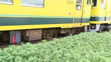 【速報】「いすみ鉄道」で列車脱線　通学途中の高校生ら100人乗車…けが人なし、全線で運転見合わせ　千葉