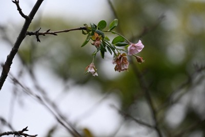 綾瀬はるかさん植樹の桜、季節外れの開花　福島・鶴ケ城