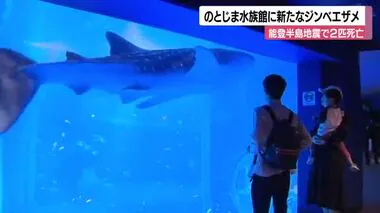 地震で2匹のジンベエザメが死んだのとじま水族館に新たなジンベエザメ到着