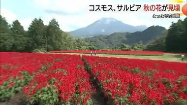 真っ赤なサルビアのじゅうたんと大山の絶景広がる秋のとっとり花回廊　猛暑の影響で「葉焼け」も…（鳥取）