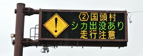 「人為的に持ち込まれた可能性が高い…」 シカ1頭、沖縄の国頭村で目撃相次ぐ　環境省「絶対に近づかないで」