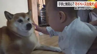 赤ちゃんからのアプローチに“無”の境地　柴犬の「きなこちゃん」　何をされても絶対に怒らない優しい性格【福井】