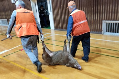 「イノシシを手で捕まえられる度胸必要」　駆除の男性が一部始終語る