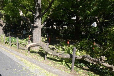 神宮外苑のシンボル、イチョウの枝4本折れる　東京都が原因調査