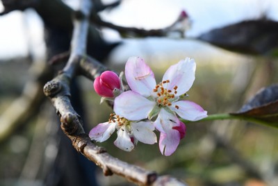 「柿の収穫期に?」農家驚き　季節外れのリンゴが開花　山形