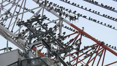 【独自】大量ムクドリが“宿り木”のクレーンにズラリ…藤沢駅前ロータリーのケヤキ伐採“ムクドリ対策”で引っ越しか