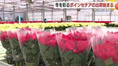 クリスマスを彩るポインセチアの出荷作業進む　暑さ対策で夏を乗り切り例年通りに　静岡