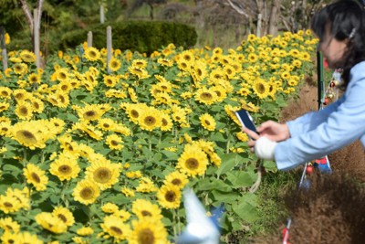 寒風に揺れる「冬のヒマワリ」　神奈川・座間のかにが沢公園で見ごろ