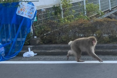 左手のないサル、小田原で目撃　市「近づかないで」　近隣でも出没