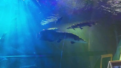 色鮮やかに光輝く魚たち　松野・おさかな館で「ナイトアクアリウム」夜の水族館が幻想的に【愛媛】　　