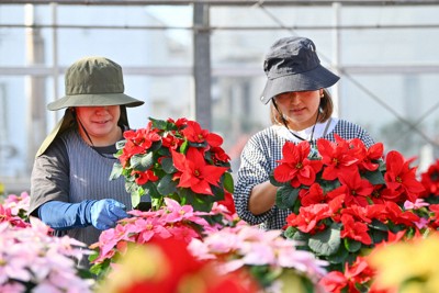 クリスマスに彩りを　ポインセチア、プリンセチアの出荷最盛期