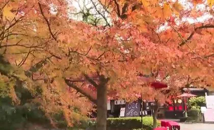 紅葉の名所「秋月城跡」ようやく見ごろに　例年よりやや遅く　週末の7日・8日は強い寒気の影響で一段と寒くなる見込み　福岡