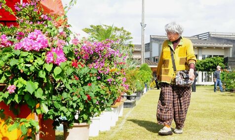 沖縄市でグリーンフェスタ　冬彩る花々に多肉植物や盆栽も　12月15日まで入場無料