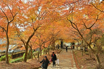 「筑前の小京都」で紅葉がピーク　福岡・朝倉の秋月城跡一帯