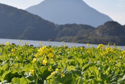 鹿児島・指宿に一番早い春　菜の花咲き始め、23日初摘み