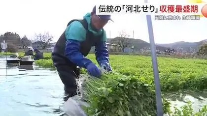 「河北せり」収穫最盛期に 「今だとセリ鍋 お正月はお雑煮に」宮城有数のセリ産地 例年並みの収穫見込み